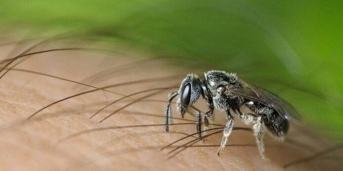 Ugrizi insekata mogu prenijeti crijevne parazite