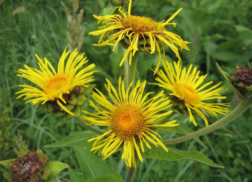 elecampane protiv parazita