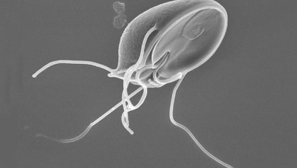 Larva parazita