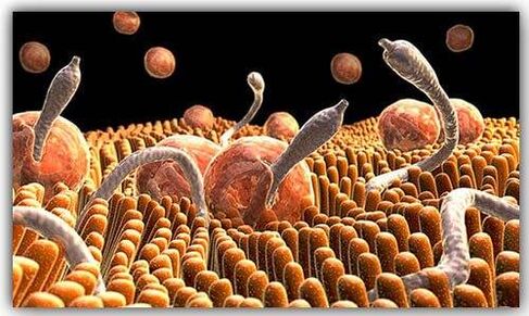 parazita unutar tijela